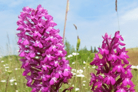 flora_fauna_anacamptis_pyramidalis_01.gif