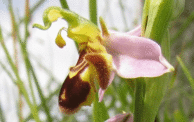 flora_fauna_ophrys_apifera_01.gif