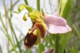 flora_fauna_ophrys_apifera_01.gif