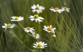 chamomile_ged134c53f_1920.jpeg