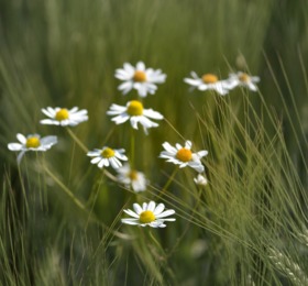 chamomile_ged134c53f_1920.jpeg